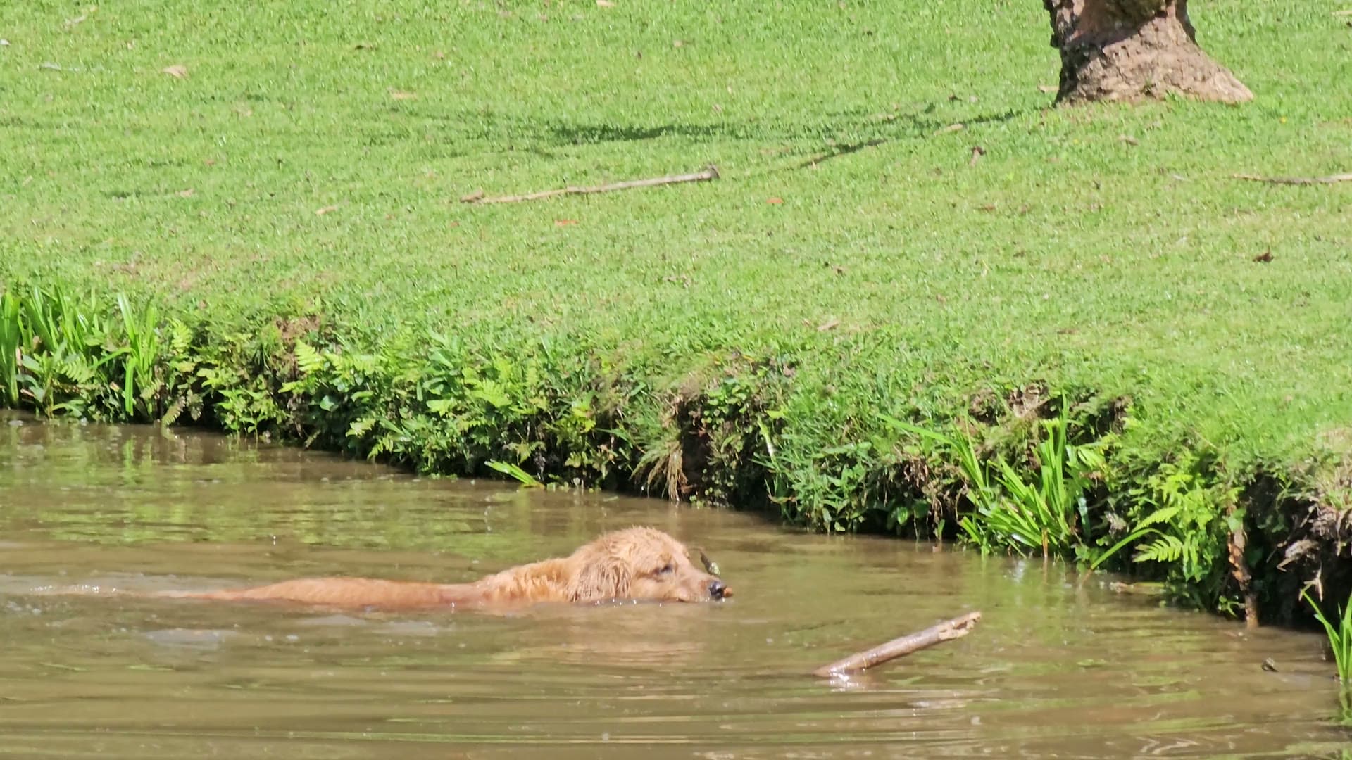 A golden-coated dog swimming across a sunlit creek in a grassy clearing