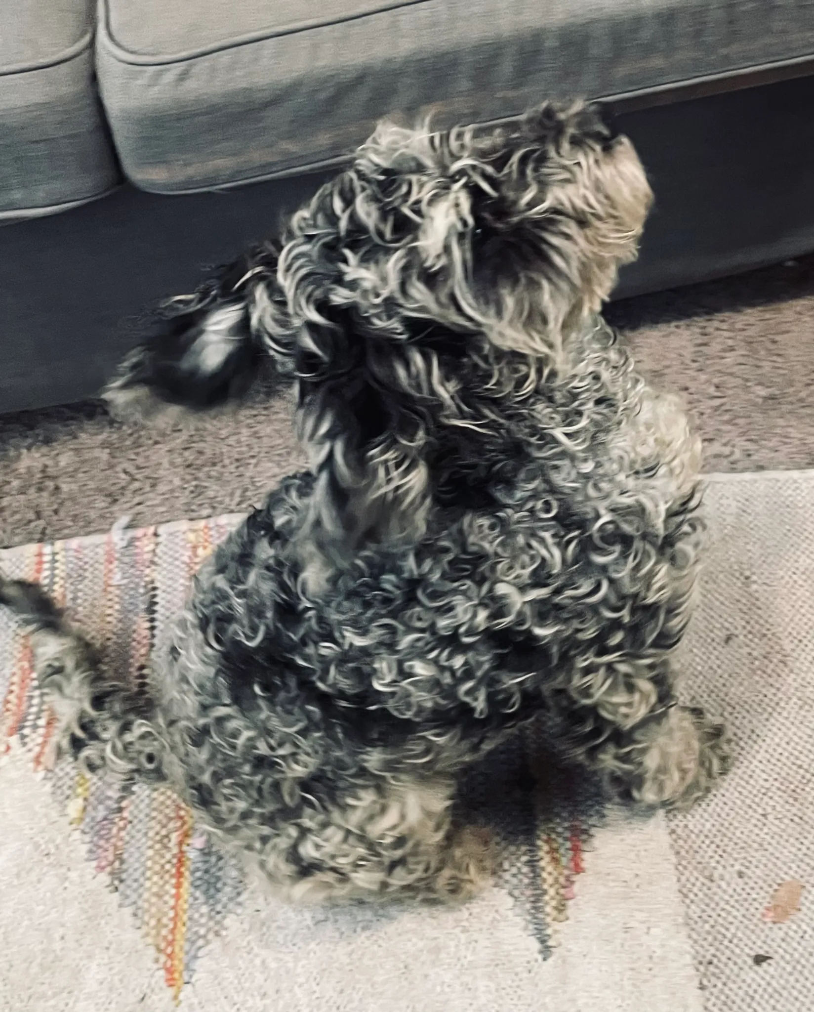 A merle doodle puppy with a curly grey-and-silver coat, sitting on a woven rug at home