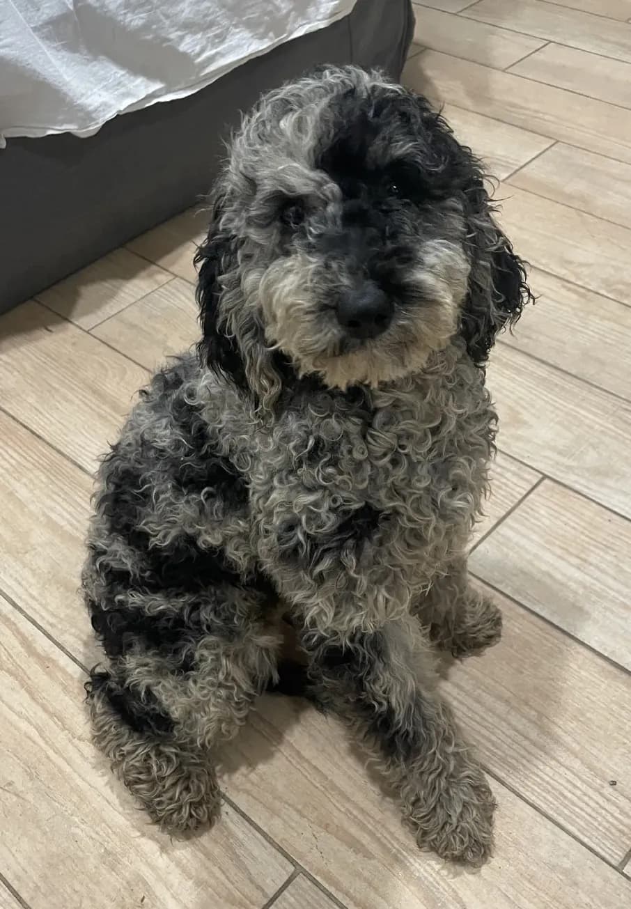 Chester, a Mini Bernedoodle F1B puppy