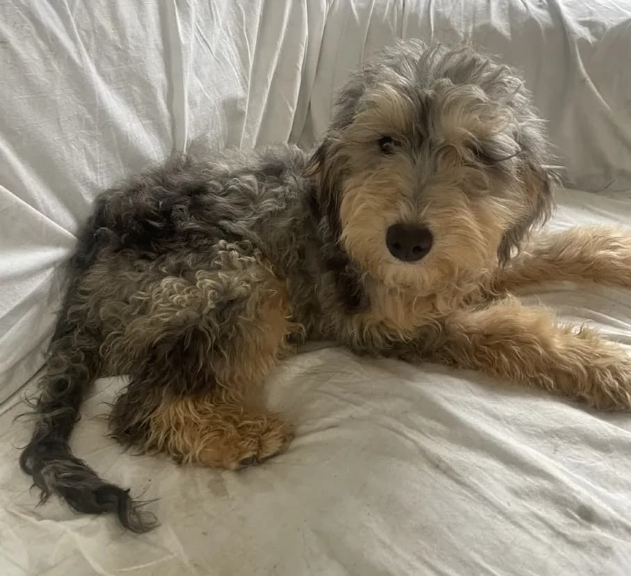 A tri-color Mini Bernedoodle from our doodle line, resting at home