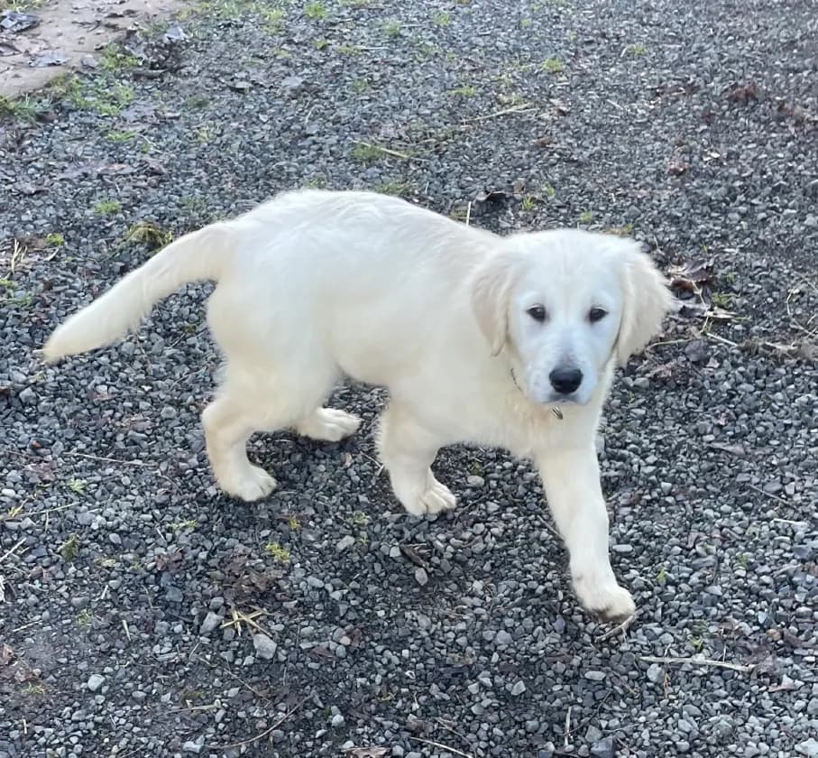 A cream-coated English Cream Golden puppy from our golden line, outdoors