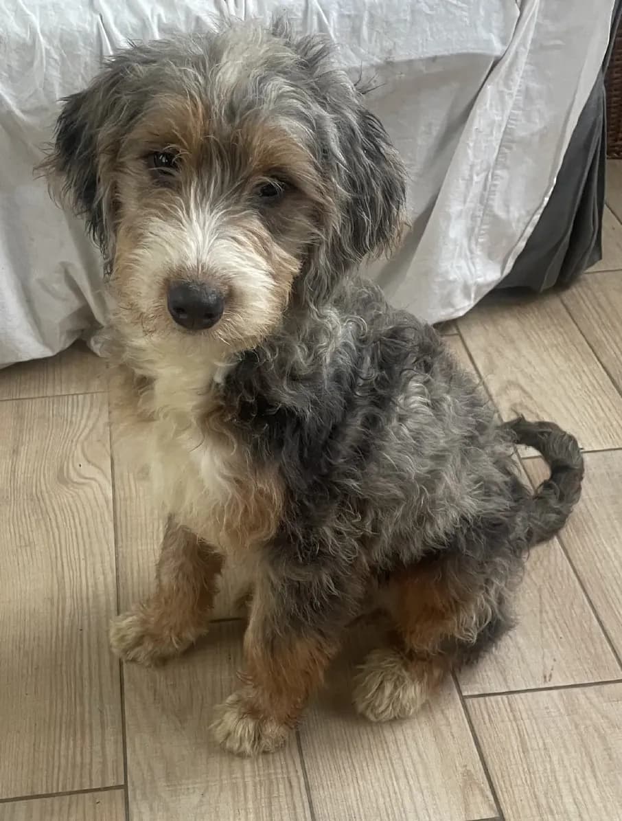 Harriet, a merle Mini Bernedoodle F1B puppy