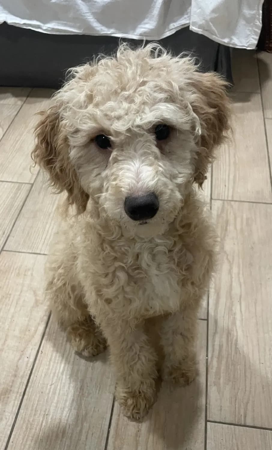 Missy, a Mini Bernedoodle puppy, from Oakley and Teddy Ruxpin