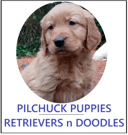 Pilchuck Puppies